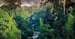 Forêt amazonienne