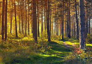 Forêt européenne